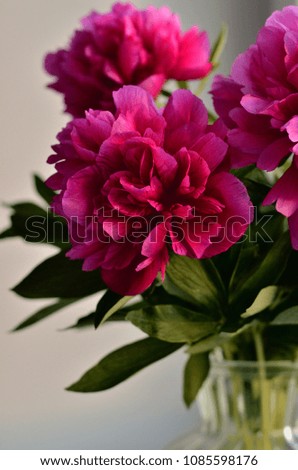 Fresh bouquet of pink peonies peony roses in a vase on white window, background. Floral blossom wallpaper. Flowers in the room. Card, text, copy space.
