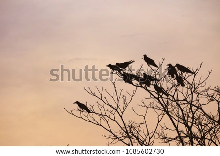 Silhouette sky with a group of black crow sitting on the dead tree branches at the park and yellow sky at dusk 