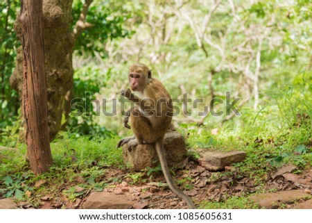 Monkey in the wild nature