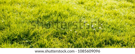 Green lawn. Background with grass

