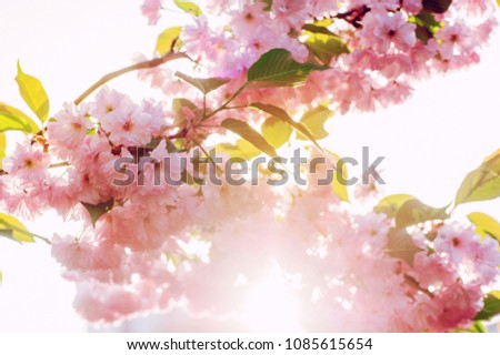 beautiful closeup sakura flowers. natural background. picture with soft focus