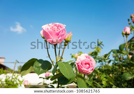 Beautiful pink rose flowers and blue sky. Nice details of roses on sunny spring day. Colorful and happy background image. 