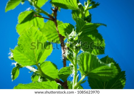 Blackberry. Beautiful green spring or summer background. 