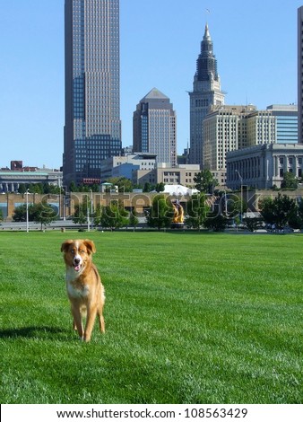A blue eyed dog standing in a park with the Cleveland, Ohio city skyline in background