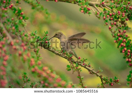 Hummingbird drinking nectar from green plant with pink flowers