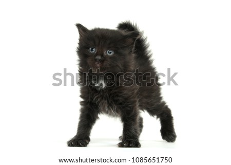 Cute fuzzy black 4-week-old kitten isolated on white background Royalty-Free Stock Photo #1085651750