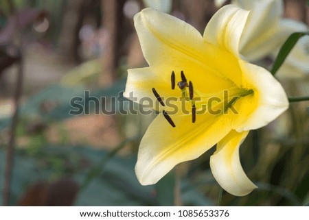 Close up of yellow lily flower