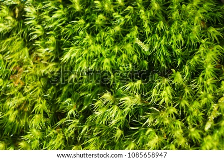 Bright green moss background.