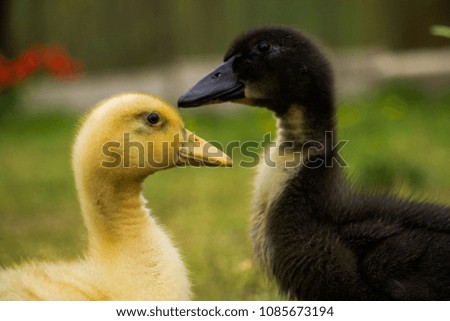 close up little black and yellow fluffy ducklings on green grass/ farm background 