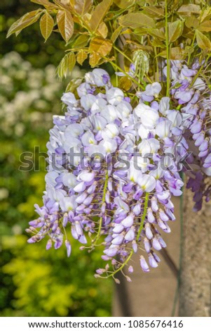 Wisteria blossoms flowers blooming under a sunny blue spring sky