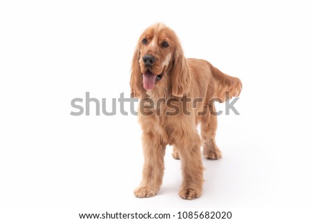 Golden Cocker Spaniel dog sticking out his tongue and standing up against a white background