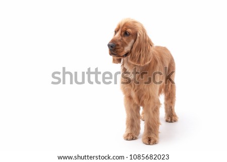Golden Cocker Spaniel dog standing up against a white background