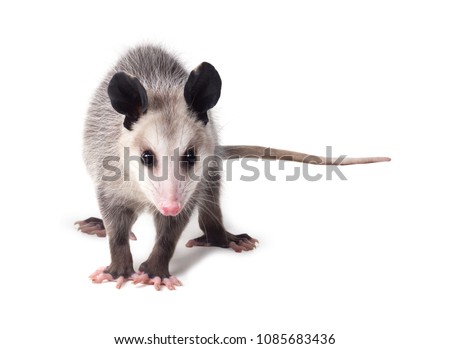 Young Virginian opossum (Didelphis virginiana) stands on a white background and looks at the camera. Isolated