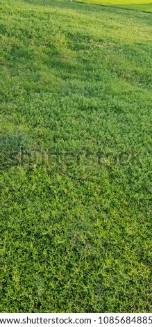 Green Grass texture