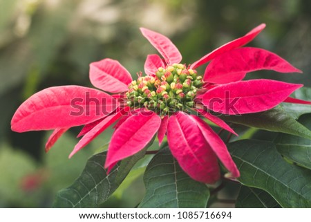 Closed up picture of Poinsettia or Christmas tree in dreamy morning sunshine toned.