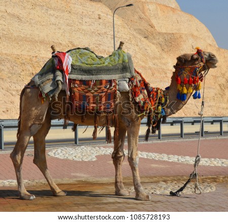 Bedouin camel on the way to the dead sea. Israel.