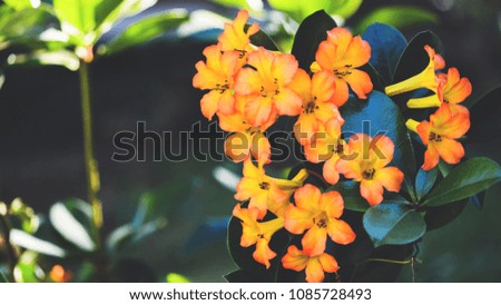 background nature Flower vireyas rhododendron. yellow - Orange flowers. background blur
