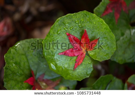 Japanese maple leaf on benicia
