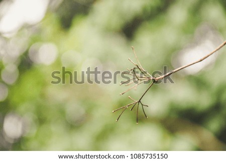 Close up of dry branch on green bokeh background.
