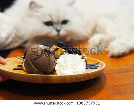 Cat looking ice cream and sweets