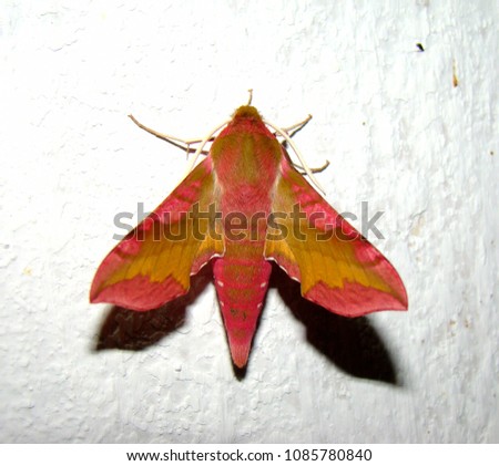 Deilephila porcellus or the small elephant hawk moth has a very special palette of colours.