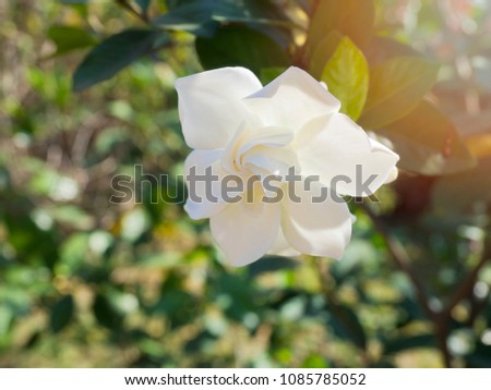 Gardenia jasminoides flower as known as Cape Jasmine flower blown by the wind in the morning sunlight. pastel colored