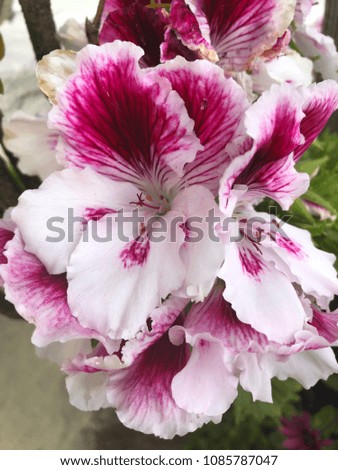 Pink and white hibiscus flower or Pink and white  chaba flower.