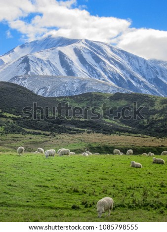 Merino sheeps in farm, New zealand,  snowy mountains in the background