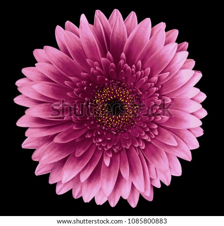 Pink gerbera flower on the black isolated background with clipping path.   Closeup.   For design.  Nature.