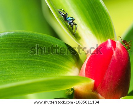 little spider try to hunt ant on leaf