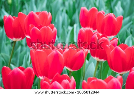 Beautiful red tulip buds with green brand and leaves growth in spring garden nature, sweet romantic and freshness flower, concept travel and agriculture.