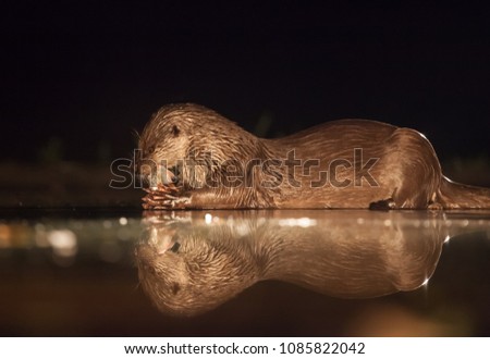 European otter (Lutra lutra) fishing at night in wilderness