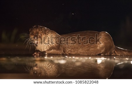 European otter (Lutra lutra) fishing at night in wilderness