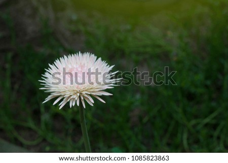 Transvaal daisy soft pink flower with nature green background.