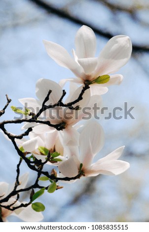 Magnolia tree branch with white blooming flowers against bllue sky