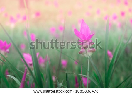 Krachai flower or Siam tulip in green grass background natural field and pink flowers with orange light