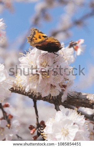Spring summer background.  Apricot tree branch with delicate white pink flowers and butterfly