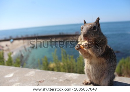 squirrel in San Diego, California coast