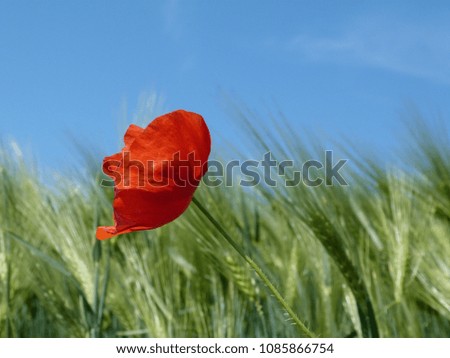 blooming fragile red poppy with green barley field in the background under light blue sky in bright spring day light. beauty in nature. wild flower in cultivated field. agriculture and nature concept.