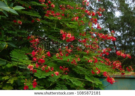 Peacock flower,Delonix regia, the flame tree, is a species of flowering plant in the bean family Fabaceae