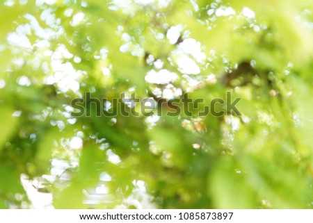 Closeup nature view of green leaf in garden at summer under sunlight. Natural green plants landscape using as a background or wallpaper