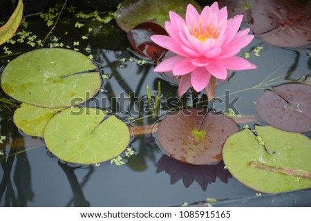 Flowering of a water lily 
