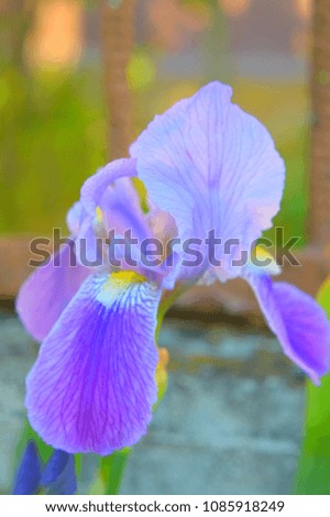 Beautiful blurred background.Purple Iris flower with blur background.