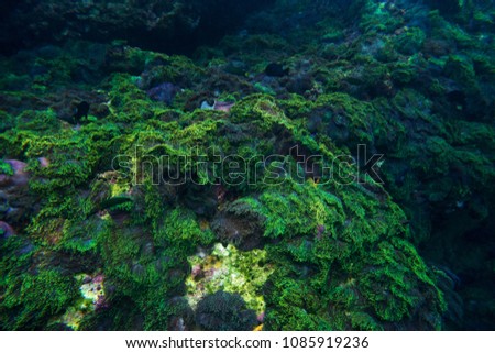 scenic of green corals on underwater for snorkel diving  travel