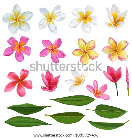 Plumeria Flowers and Leaves Set. Exotic Tropical Floral Elements for Decoration, Pattern, Invitation. Tropic Background. Vector illustration Royalty-Free Stock Photo #1085929496