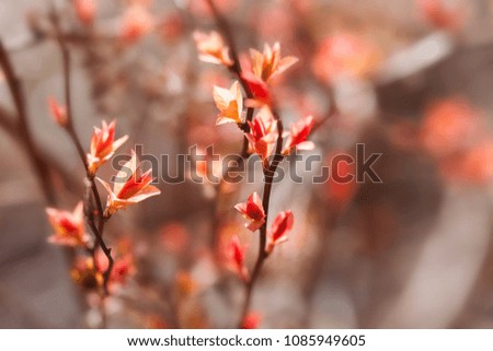 Beautiful spring time floral background. Tree branch with blossoming red pink leaves. macro picture plant, sunny day in the park. Shallow depth of field, selective focus.