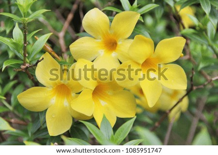 Yellow Flower With Green Background