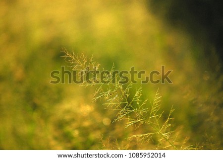 grass flower during golden sunset with blurry background