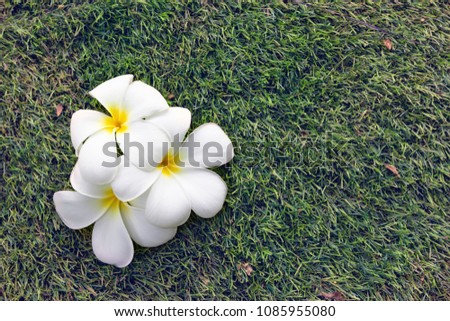 plumeria flowers on green grass floor,vintage tone