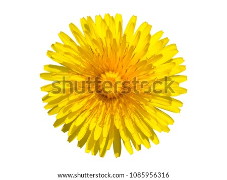 Dandelion close up on white background. Isolated. Yellow round flower. Taraxacum Officinale. Bright flowers dandelions Blossoming macro head.
